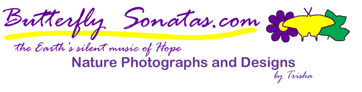 Butterfly Sonatas - Nature Photographs and Designs logo